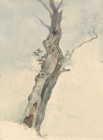 Tree Study, Robert Hills, between 1800 and 1805
