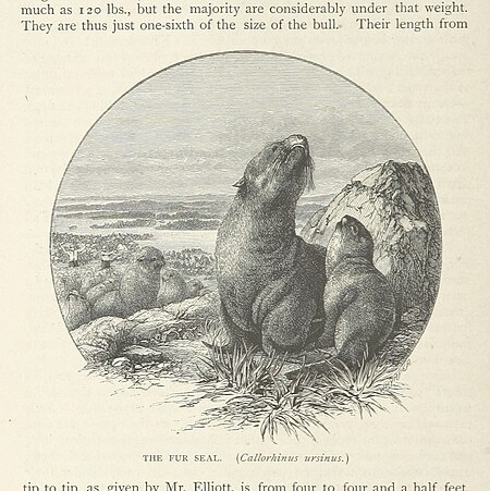206 of 'The Cruise of the Marchesa ... With maps and ... woodcuts drawn by J. Keulemans, C. Whymper and others ... Second edition' (11293501374)