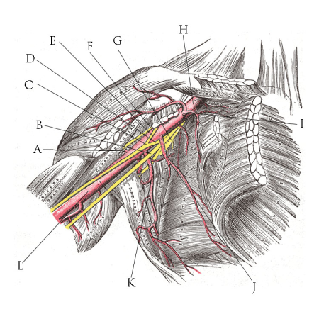 Brachial plexus in situ, Henry Vandyke Carter