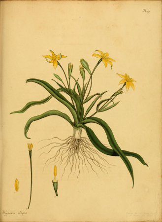 The botanist's repository, for new, and rare plants - containing coloured figures of such plants, as have not hitherto appeared in any similar publication, with all their essential characters, (14596667490), 1797