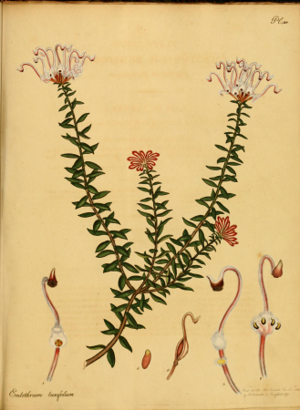 The botanist's repository, for new, and rare plants - containing coloured figures of such plants, as have not hitherto appeared in any similar publication, with all their essential characters, (14596690620), 1797