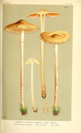 Illustrations of British Fungi (Hymenomycetes), to serve as an atlas to the "Handbook of British Fungi" (Pl. 508) (9016389750), between 1881 and 1891