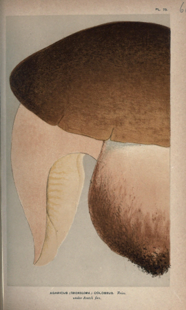 Illustrations of British Fungi (Hymenomycetes), to serve as an atlas to the "Handbook of British Fungi" (Pl. 66) (8163920552), between 1881 and 1891