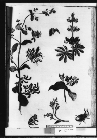 Honeysuckle, African grey parrot, hairy lupin, tutsan, black howler monkey, green blowfly, alkanet, and stag beetle, Alexander Marshal, c. 1650-82