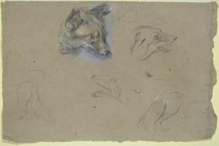 Studies of 17 foxes, Pieter Boel, between 1669 and 1674