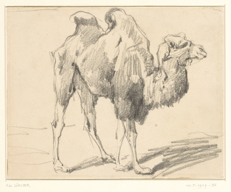 Kameel, RP-T-1907-36, Frederik Willem Zürcher, between 1845 and 1894