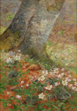 Anemones on a forest floor., Anthonore Christensen, between 1867 and 1926