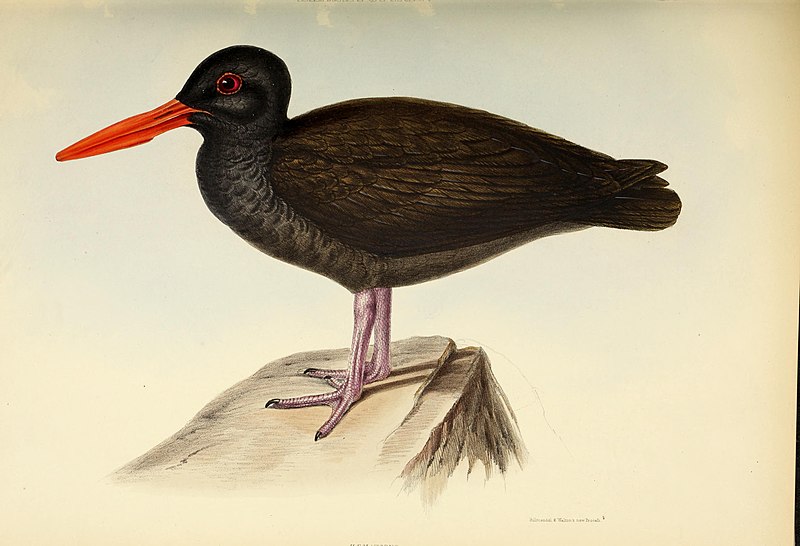 The genera of birds - comprising their generic characters, a notice of the habits of the genus, and an extensive list of species referred to their several genera (1849) (14750124044)