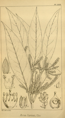 Psilotrichopsis curtisii as Aerva curtisii, 1892 "1894"