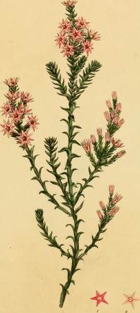 The botanist's repository, for new, and rare plants - containing coloured figures of such plants, as have not hitherto appeared in any similar publication, with all their essential characters, (19782359534), 1797