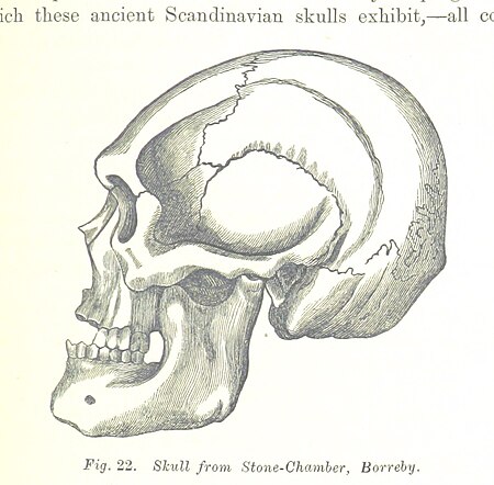 117 of 'On the Two Principal Forms of Ancient British and Gaulish Skulls ... With tables of measurements (and four plates) ... From the memoirs of the Anthropological Society of London, vol. 1' (11048700896)