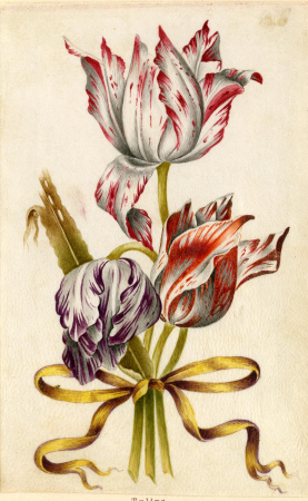 Drawing, album, between 1639 and 1682