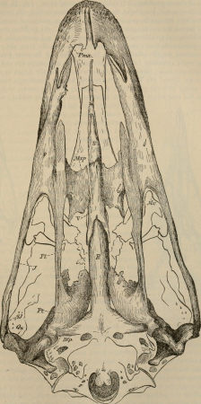 Key to North American birds. Containing a concise account of every species of living and fossil bird at present known from the continent north of the Mexican and United States boundary, inclusive of (14728247436), 1890