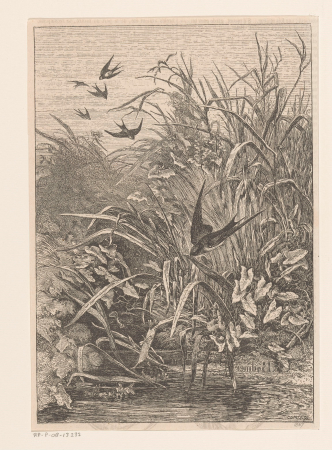 Zwaluwen aan de waterkant Hirondelles de marais, RP-P-OB-13.232, Karl Bodmer, 1867