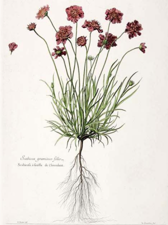 Quackgrass Scabious - Scabiosa gramineo folio, Nicolas Robert