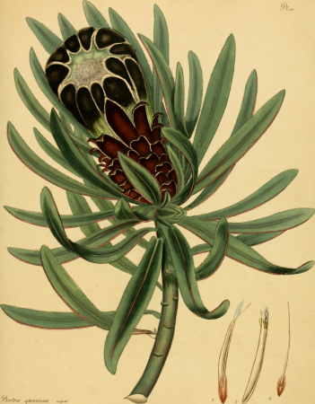 The botanist's repository, for new, and rare plants - containing coloured figures of such plants, as have not hitherto appeared in any similar publication, with all their essential characters, (20405256585), 1797