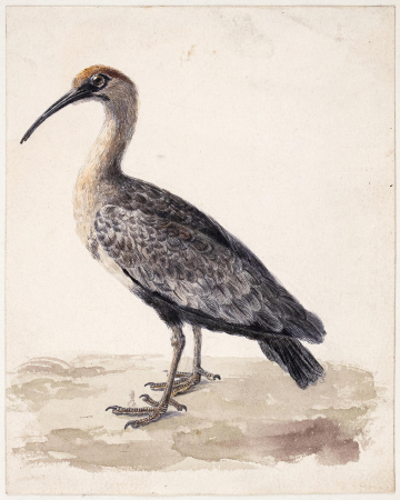 Samuel Howitt (attrib) - A Wader - ref 9055, Samuel Howitt, before 1823
