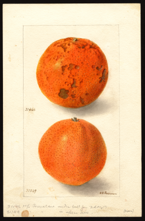 Pomological Watercolor POM00006522, Deborah Griscom Passmore, 1904