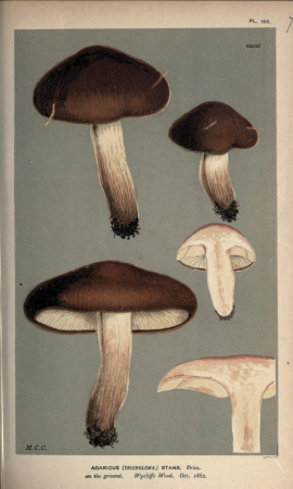 Illustrations of British Fungi (Hymenomycetes), to serve as an atlas to the "Handbook of British Fungi" (Pl. 73) (8163890421), between 1881 and 1891