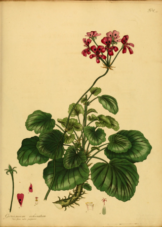 The botanist's repository, for new, and rare plants - containing coloured figures of such plants, as have not hitherto appeared in any similar publication, with all their essential characters, (14596824947), 1797