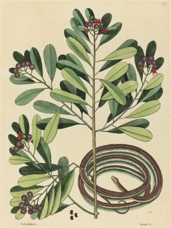 The Ribbon Snake (Coluber saurita), Mark Catesby, published 1731-1743