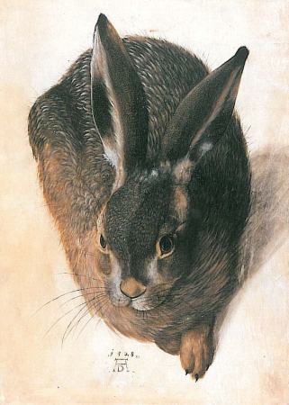 A lying hare, seen from the front, Hans Hoffmann