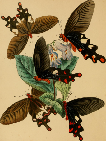 The cabinet of oriental entomology - being a selection of some of the rarer and more beautiful species of insects, natives of India and the adjacent islands, the greater portion of which are now for (14597317627), 1848