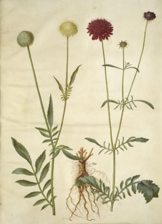 Cephalaria leucantha (white scale head); Scabiosa atropurpurea (widow flower), Hans Simon Holtzbecker