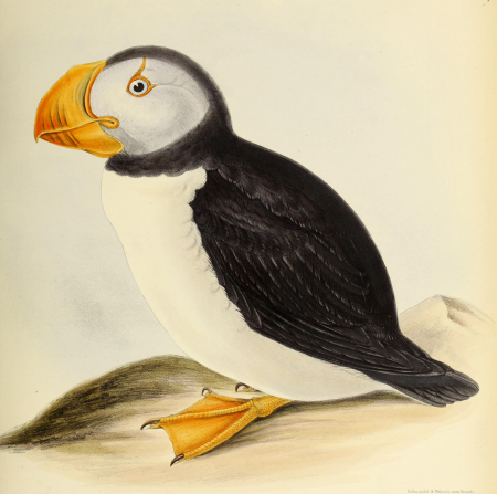 The genera of birds - comprising their generic characters, a notice of the habits of the genus, and an extensive list of species referred to their several genera (1849) (14729517396)