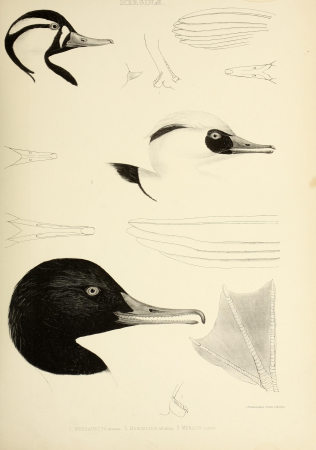 The genera of birds - comprising their generic characters, a notice of the habits of the genus, and an extensive list of species referred to their several genera (1849) (14772378273)