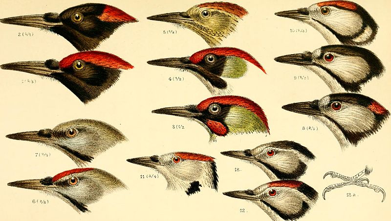 A handbook of British birds, showing the distribution of the resident and migratory species in the British islands, with an index to the records of the rarer visitants (1901) (14747274441)