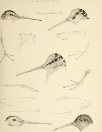 The genera of birds - comprising their generic characters, a notice of the habits of the genus, and an extensive list of species referred to their several genera (1849) (14752173052)