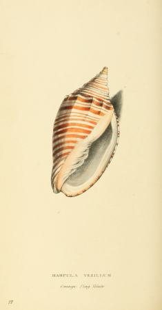 Zoological Illustrations Volume II Series 2 077, published 1829