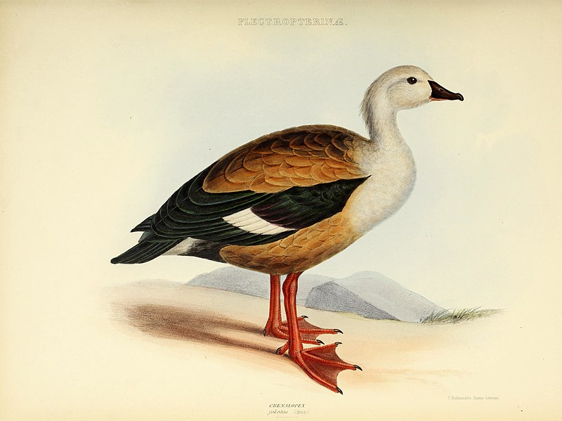 The genera of birds - comprising their generic characters, a notice of the habits of the genus, and an extensive list of species referred to their several genera (1849) (14750156214)