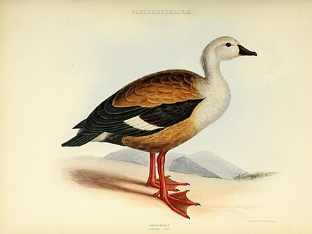 The genera of birds - comprising their generic characters, a notice of the habits of the genus, and an extensive list of species referred to their several genera (1849) (14750156214)