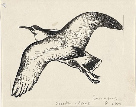 Design book illustration for Alexander Cohen's From Anarchy to Monarchy: Seagull (?), Leo Gestel