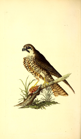 The natural history of British birds, or, A selection of the most rare, beautiful and interesting birds which inhabit this country - the descriptions from the Systema naturae of Linnaeus - with (14565501639), 1797