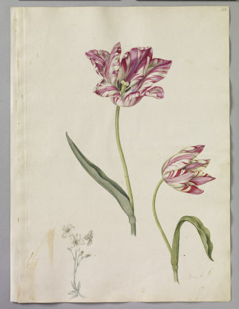 Alexander Marshal (RCIN 924319), Alexander Marshal