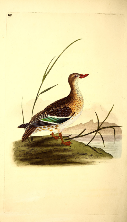 The natural history of British birds, or, A selection of the most rare, beautiful and interesting birds which inhabit this country - the descriptions from the Systema naturae of Linnaeus - with (14564959247), 1817