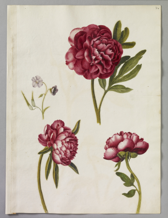 Alexander Marshal (RCIN 924341), Alexander Marshal