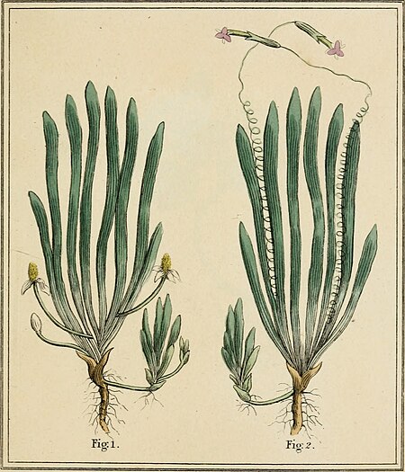 Elements of the science of botany, as established by Linnaeus; with examples to illustrate the classes and orders of his system (1812) (21077061460)