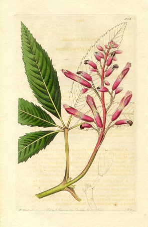 Dwarf-Red-Horse-Chestnut-Aesculus-humilus-Edwards-1826, Sydenham Edwards