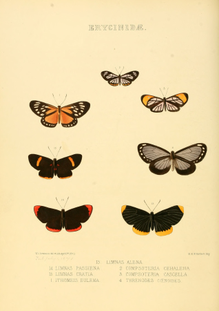 Illustrations of new species of exotic butterflies Limnas, Ithomeis &c, William Chapman Hewitson, 1870