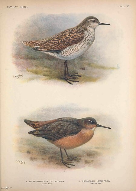 Extinct birds - an attempt to unite in one volume a short account of those birds which have become extinct in historical times - that is, within the last six or seven hundred years - to which are (14749391031), 1907