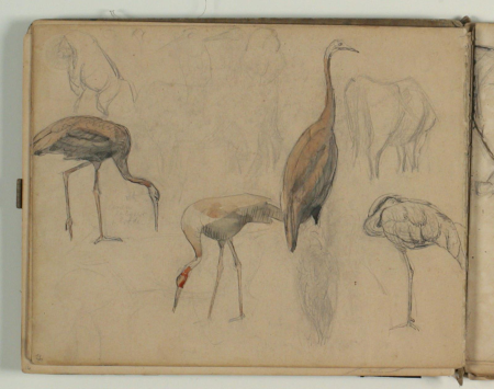 Sketches of animals i.a. cows and cranes, Niels Larsen Stevns