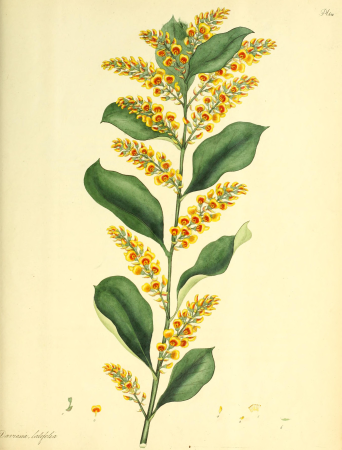 The botanist's repository, for new and rare plants - containing coloured figures of such plants, as have not hitherto appeared in any similar publication; with all their essential characters, (20217004238), 1797