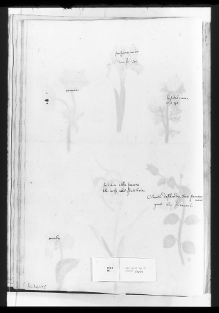 Alexander Marshal (RCIN 924275-2), Alexander Marshal