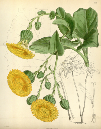 Dendroseris macrophylla - Curtis's Bot. Mag., tab 6353jpg, 1878