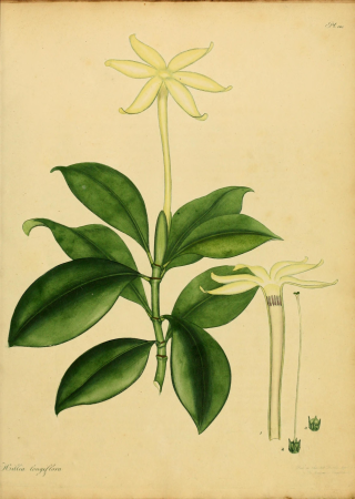 The botanist's repository, for new, and rare plants - containing coloured figures of such plants, as have not hitherto appeared in any similar publication, with all their essential characters, (14596658379), 1797