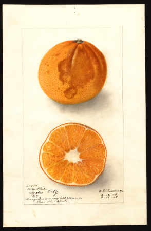 Pomological Watercolor POM00005966, Deborah Griscom Passmore, 15 February 1908